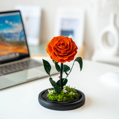 Little Prince Garden – Eternal Flower Scene