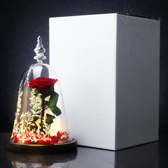 Rose Dome – Beauty & the Bloom